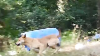 Angry monkey pulling together to the kill all dog,India