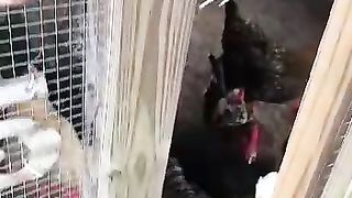 Poultry