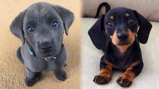 Des chiots mignons qui font des choses amusantes
