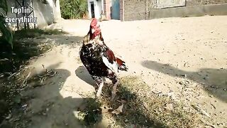 Rooster_Crowing