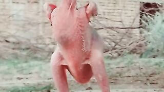 aseel_murga_tik_tok_status_aseel_murga__tiktok_aseel_murga_tiktok_miawali_aseel_aseel_lever(480p).
