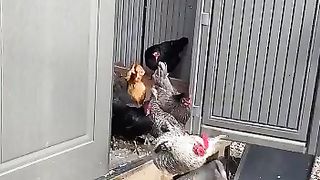 Hens in farm.