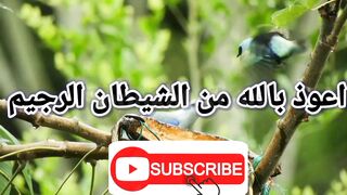 Surah An NISA With Urdu Translation full | Episode 078/17 | سورہ النسآء