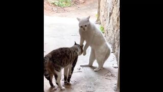 TRY NOT TO LAUGH