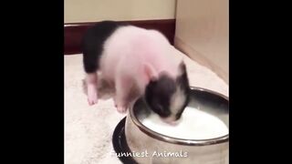 Animaux