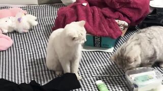 funny animal videos try not to laugh | try not to laugh animals youtube