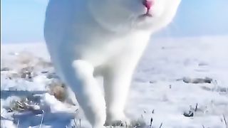 persian cat