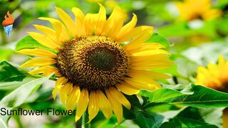 Relaxing Music ???? for Stress????Relief Deep????Sleep???? with Beautiful❤ Flowers???????????? Wallpaper