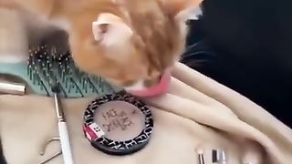 Ultimate Funny CATS! ???? Try Not to Laugh ????