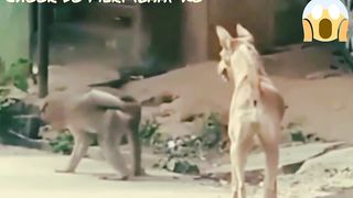 Dog and Monkey: A Comedy Act You Don't Want to Miss! #shorts #markhor