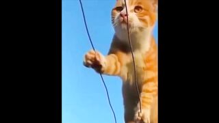 TRY NOT TO LAUGH