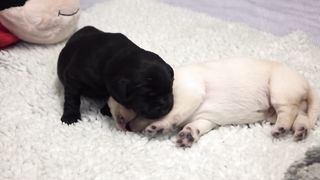 Baby dogs Puppy Play Time