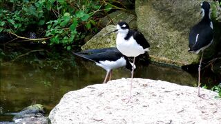 Birds video