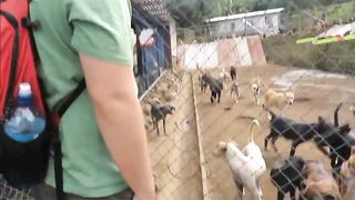 Cute dog video of love ????????????????