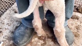 Ànimal video