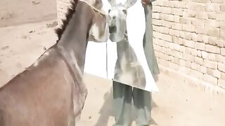 Donkey Funny video 2023