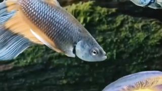 Fancy Fish