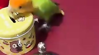 Pretty Parrots