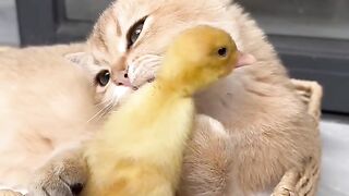the-lovely-cat-fell-in-love-with-the-duckling-