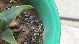 how to vegetables grow best tips and tricks follow My channel||me Tube