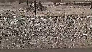 Traveling  maigretion