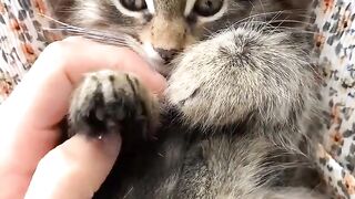 lovely cat funny