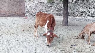 دیہاتی ماحول// گائے کے بچے اور بکری کی ایک جھلک //کرک