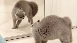 funny-cat-lovely-cat funnyvideo- lovely-cat for cat lovers