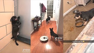 Reasons Why I Choose a Dog Over a Cat