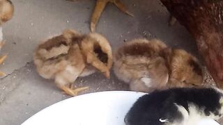 Meri mianwali murgi or us k bachey