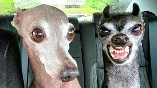 Try Not To Laugh With These Funny Pets ????????