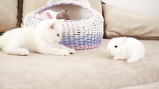 White kittens and white tiny bunnies ???? it's so cute ????