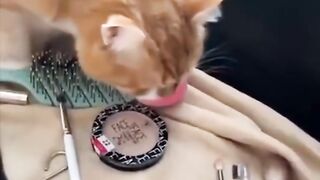 Ultimate Funny CATS! ???? Try Not to Laugh ????