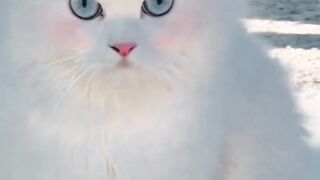 Cat eyes blue