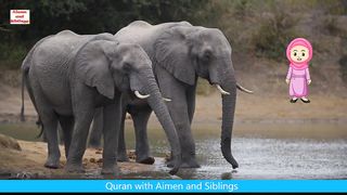 Reciting Surah Al Fil beside Elephants| KIDS