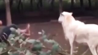 funny angry animals