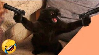 Chats drôles / Chiens - Animaux droles 274