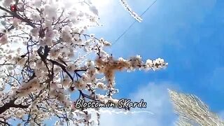 Blossam season Hunza