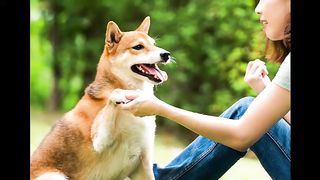 Training a dogTeach your dog basic commands