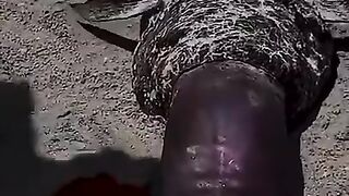 NEWS:The_mermaid_sighting_video_that's_dividing_opinion_on_TikTok_|_usa_News today