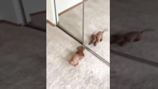 Vidéo d'animaux drôle et mignon 2017