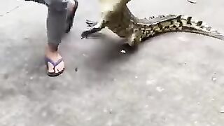 #Amazing technology to catch Crocodile