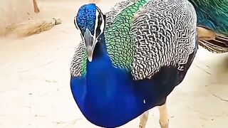 Peacocks In Thar || Beauty of Thar desert with beautiful peacock