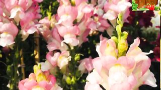 Flower Show at Seaview park Karachi