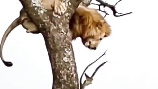 Why jungle king lion