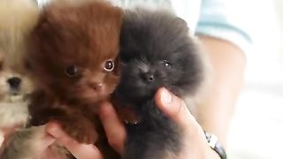#Mini puppies to brighten up your day ????#9947Asim#