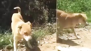 Dog video funy