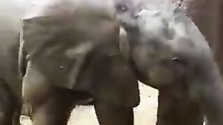 #Baby Elephant with her Mom