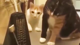 WATCH and TRY TO STOP LAUGHING.????????????????The BEST FUNNY Animals VIDEOS Of the 2022