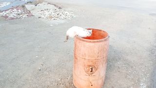 Very funny cat video